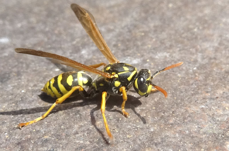 Polistes dominula - Vespidae